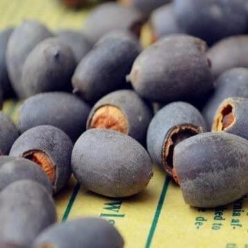 LotusBloom™ — Lotus Seeds for Effortless Pond Beauty in Days | 50% Off