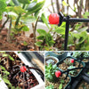 AquaFlow Pro™ - Never Kill Another Plant Again (+ FREE Mystery bonus)
