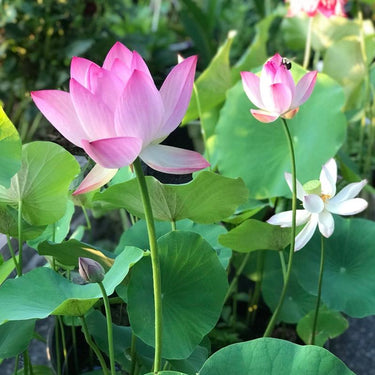 LotusBloom™ — Lotus Seeds for Effortless Pond Beauty in Days | 50% Off